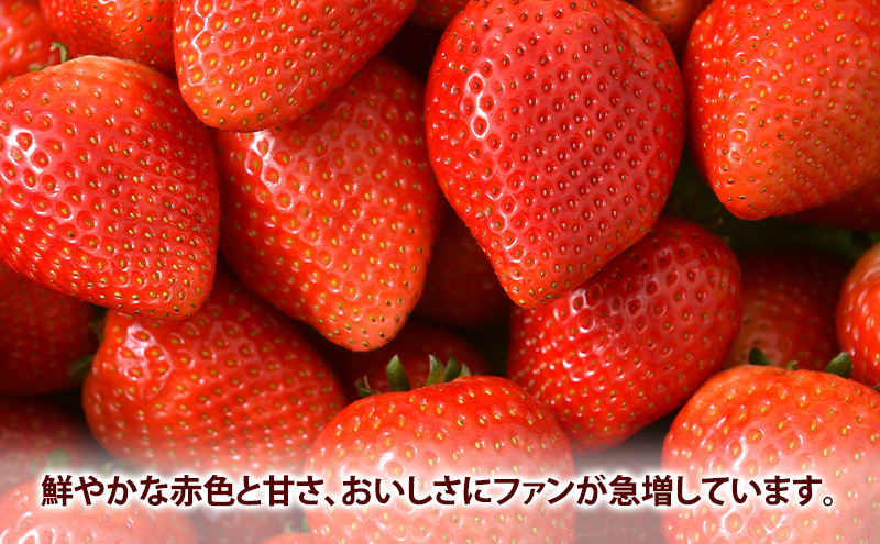 いちご市 鹿沼の 美味しい 「い」「ち」「ご」 とちあいか 15粒入り260g 2パック 【発送予定】1月11日～1月31日 いちご イチゴ 苺 フルーツ 果物 甘い うまい 日本一 品質 ビタミンC 果実 贈答用 鹿沼市 かぬま