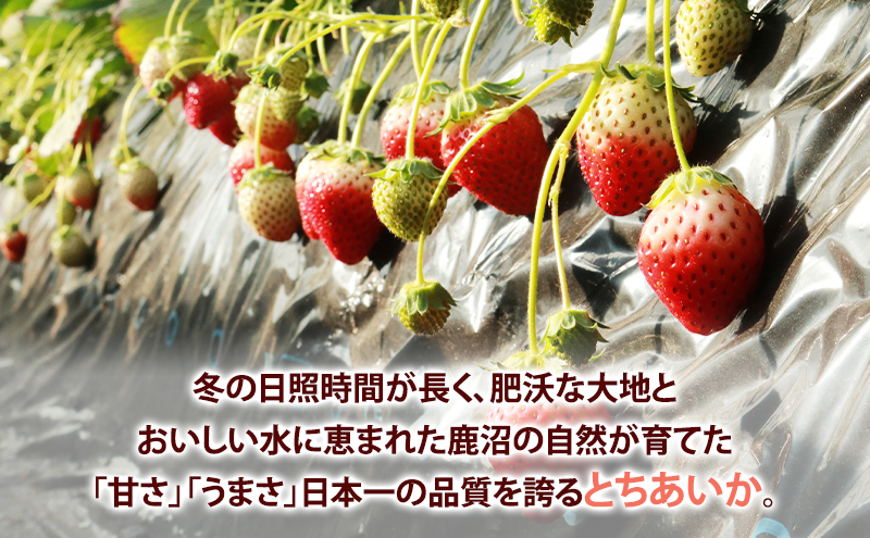 いちご市 鹿沼の 美味しい 「い」「ち」「ご」 とちあいか 15粒入り260g 4パック 【発送予定】1月11日～1月31日 いちご イチゴ 苺 フルーツ 果物 甘い うまい 日本一 品質 ビタミンC 果実 贈答用 鹿沼市 かぬま