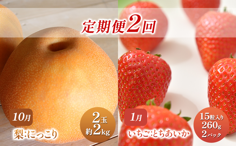 【 定期便 2回 】 大玉な梨 にっこり 2玉 約2kg と いちご市 鹿沼の 美味しい 「い」「ち」「ご」 とちあいか 15粒入り260g 2パック のフルーツ 定期便【発送予定】 10月 1月 梨 いちご 甘い 鹿沼市 かぬま