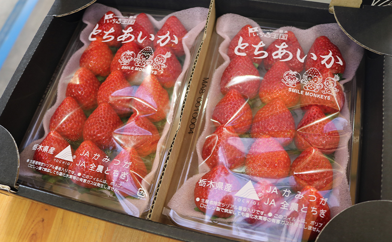 【 定期便 2回 】 大玉な梨 にっこり 2玉 約2kg と いちご市 鹿沼の 美味しい 「い」「ち」「ご」 とちあいか 15粒入り260g 2パック のフルーツ 定期便【発送予定】 10月 1月 梨 いちご 甘い 鹿沼市 かぬま