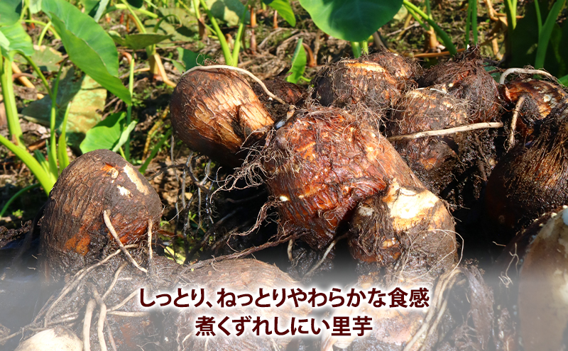 鹿沼市産 里芋 5kg 約50個入り 1箱 【発送期日】11月1日～11月30日 さといも 野菜 うまい しっとり ねっとり やわらか 食感 煮くずれしにい 鹿沼市 かぬま