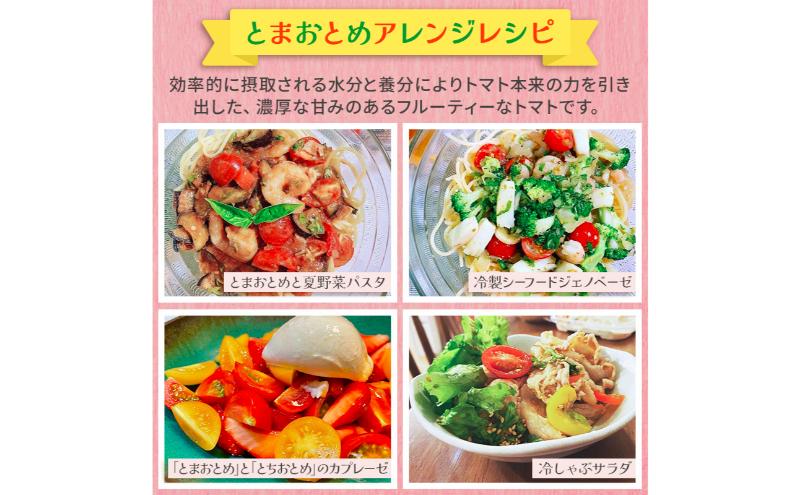 栃木県 鹿沼産 高糖度 フルーツトマト ”とまおとめ” アルル 1kg ｜ 野菜 トマト 濃厚 カキヌマファーム とまおとめ フルティカ 濃厚 甘み 旨み 入手困難 贈り物 栃木県 鹿沼市 ※2025年12月下旬～2026年6月上旬頃に順次発送予定