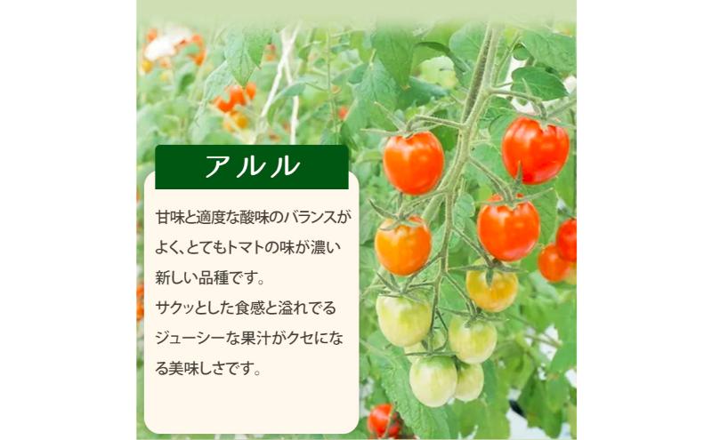 栃木県 鹿沼産 高糖度 フルーツトマト ”とまおとめ” アルル 1kg ｜ 野菜 トマト 濃厚 カキヌマファーム とまおとめ フルティカ 濃厚 甘み 旨み 入手困難 贈り物 栃木県 鹿沼市 ※2025年12月下旬～2026年6月上旬頃に順次発送予定