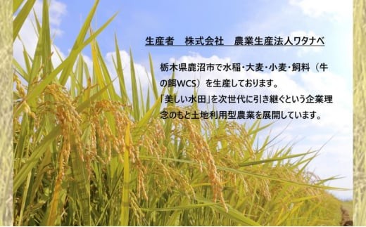 縲仙ョ壽悄萓ソ2繝カ譛医第譛ィ逵碁ケソ豐シ蟶ら肇 縺ィ縺。縺弱ョ譏 辟。豢礼アウ 莉、蜥7蟷エ逕」 2kg ス 豌エ遞イ縺繧九■邊セ邀ウ 蜊倅ク蜴滓侭邀ウ 縺顔アウ 迚ケA 螟ァ邊 逕倥& 窶サ豐也ク繝サ髮「蟲カ縺ク縺ョ驟埼∽ク榊庄