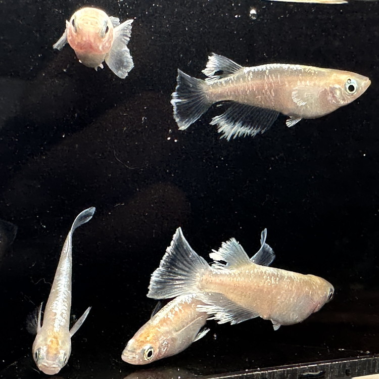 めだかさんミックス 計12匹（10匹＋死着保証2匹）（品種おまかせ） ｜ めだか メダカ 改良 飼育 生体 観賞魚 魚 ペット おまかせ ミックス ※2026年4月上旬～10月下旬頃に順次発送予定 ※北海道・沖縄・離島への配送不可