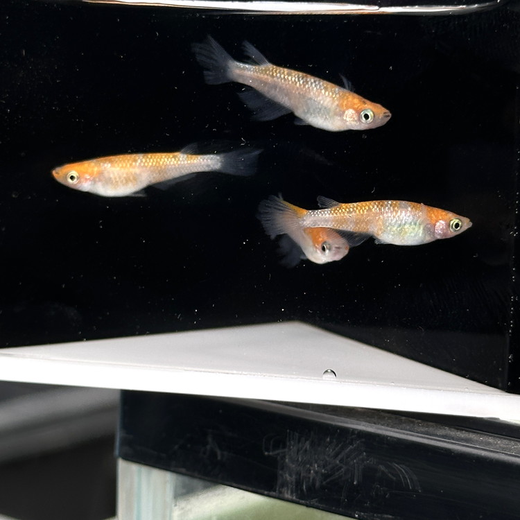 めだかさんミックス 計23匹（21匹＋死着保証2匹）（品種おまかせ） ｜ めだか メダカ 改良 飼育 生体 観賞魚 魚 ペット おまかせ ミックス ※2026年4月上旬～10月下旬頃に順次発送予定 ※北海道・沖縄・離島への配送不可