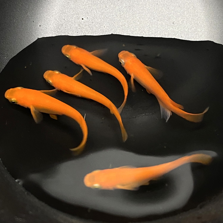 めだかさんミックス 計23匹（21匹＋死着保証2匹）（品種おまかせ） ｜ めだか メダカ 改良 飼育 生体 観賞魚 魚 ペット おまかせ ミックス ※2026年4月上旬～10月下旬頃に順次発送予定 ※北海道・沖縄・離島への配送不可