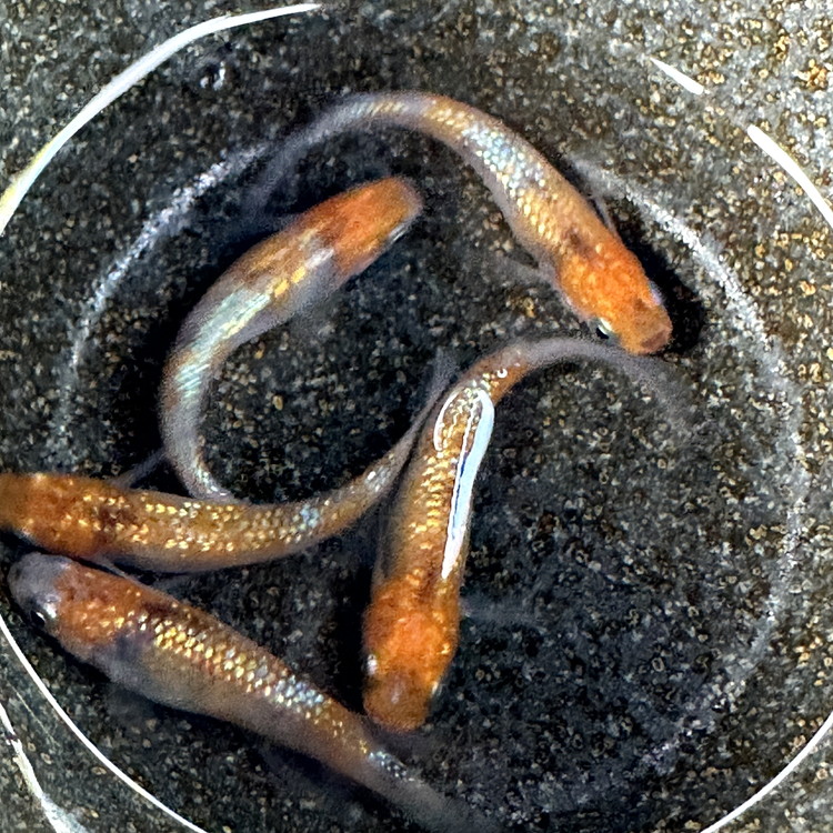 めだかさんミックス 計23匹（21匹＋死着保証2匹）（品種おまかせ） ｜ めだか メダカ 改良 飼育 生体 観賞魚 魚 ペット おまかせ ミックス ※2026年4月上旬～10月下旬頃に順次発送予定 ※北海道・沖縄・離島への配送不可