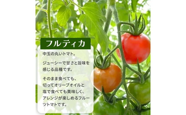 栃木県 鹿沼産 高糖度フルーツトマト ”とまおとめ” 2品種食べ比べBOX（アイコ・フルティカ） | 野菜 トマト ミニトマト カキヌマファーム 濃厚 贈り物 新鮮 高糖度 リコピン ビタミン ダイエット 美容 健康 ※2025年12月下旬～2026年6月上旬頃に順次発送予定