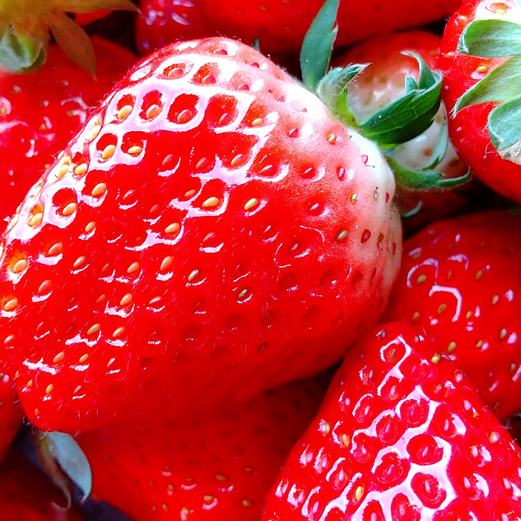 鹿沼市産 とちあいか（290g×2パック） | いちご イチゴ 苺 栃木県 果物 くだもの フルーツ とちあいか 新鮮 贈答 ギフト ※離島への配送不可 ※2026年1月上旬～3月下旬頃に順次発送予定