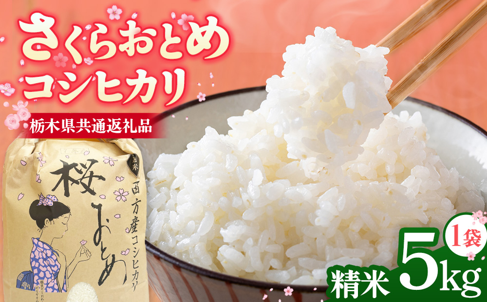 さくらおとめ コシヒカリ（5kg×1袋） 【栃木県共通返礼品】 | 米 お米 おこめ 精米 5キロ こしひかり ご飯 ごはん 栃木県 鹿沼市