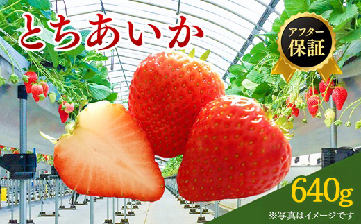 【先行予約】いちご市 鹿沼の美味しい「い」「ち」「ご」とちあいか 15粒入り320g 2パック（2月発送） ｜ イチゴ 苺 フルーツ 果物 甘い うまい 日本一 品質 ビタミンC 果実 かぬま ※沖縄・離島への配送不可 ※2026年2月上旬～2月下旬頃に順次発送予定