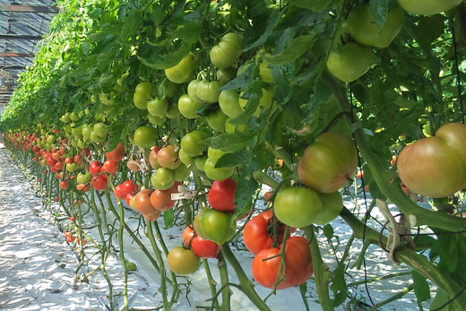 丸福農園の5色カラフルミニトマト ｜ 野菜 トマト ミニトマト 濃厚 贈り物 新鮮 ビタミン ※離島への配送不可