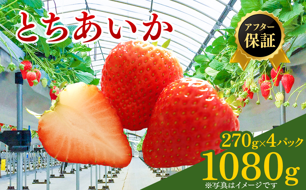 【先行予約】いちご市 鹿沼の美味しい「い」「ち」「ご」とちあいか 1箱4パック入り（1パック270g×4）（1月発送） ｜ イチゴ フルーツ 果物 甘い うまい 日本一 品質 ビタミンC かぬま ※沖縄・離島への配送不可 ※2026年1月上旬～1月下旬頃に順次発送予定