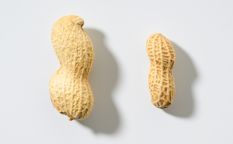 殻付き生落花生 おおまさり 約700g | らっかせい ピーナッツ おつまみ 鹿沼市 農家直送 ※北海道・沖縄・離島への配送不可