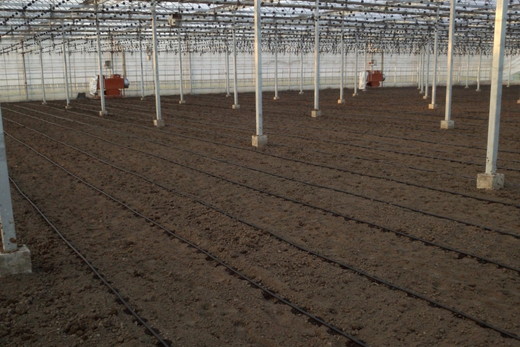 丸福農園の5色カラフルミニトマト ｜ 野菜 トマト ミニトマト 濃厚 贈り物 新鮮 ビタミン ※離島への配送不可