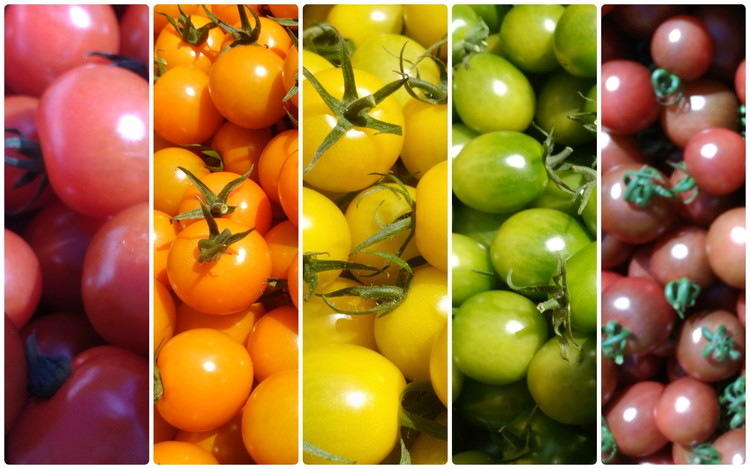 丸福農園の5色カラフルミニトマト ｜ 野菜 トマト ミニトマト 濃厚 贈り物 新鮮 ビタミン ※離島への配送不可