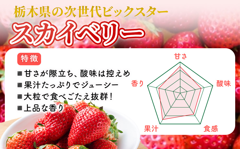 【先行予約】出会いの森いちご園 スカイベリー （290g×2パック） | いちご イチゴ 苺 栃木県 果物 くだもの フルーツ スカイベリー 新鮮 贈答 ギフト デザート スイーツ ※2026年12月～発送