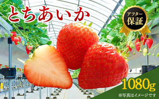【先行予約】いちご市 鹿沼の美味しい「い」「ち」「ご」とちあいか 1箱4パック入り（1パック270g×4）（2月発送） ｜ イチゴ フルーツ 果物 甘い うまい 日本一 品質 ビタミンC かぬま ※沖縄・離島への配送不可 ※2026年2月上旬～2月下旬頃に順次発送予定