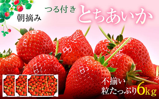 【訳あり】とちあいか 不揃い粒 2kg×3箱 計6kg（家庭用、ジャム・冷凍など加工用にもおすすめ） 果物 いちご 朝取り 新鮮 美味しい ハート 甘い ※2026年5月中旬～5月下旬頃に順次発送予定