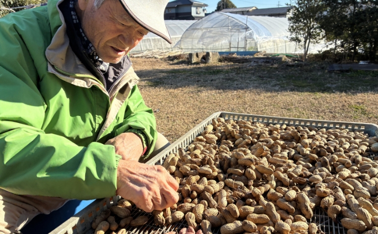 殻付き生落花生 おおまさり 約700g | らっかせい ピーナッツ おつまみ 鹿沼市 農家直送 ※北海道・沖縄・離島への配送不可