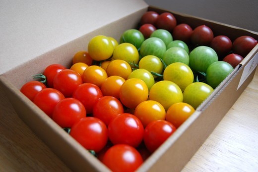 丸福農園の5色カラフルミニトマト ｜ 野菜 トマト ミニトマト 濃厚 贈り物 新鮮 ビタミン ※離島への配送不可