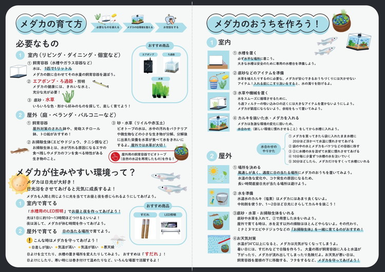 めだかさんミックス 計7匹（5匹＋死着保証2匹）（品種おまかせ） ｜ めだか メダカ 改良 飼育 生体 観賞魚 魚 ペット おまかせ ミックス ※2026年4月上旬～10月下旬頃に順次発送予定 ※北海道・沖縄・離島への配送不可