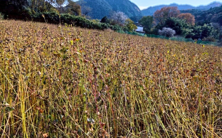 令和7年度 栃木県鹿沼市産 そば粉 1kg | 蕎麦 蕎麦粉 ガレット ※北海道・沖縄・離島への配送不可