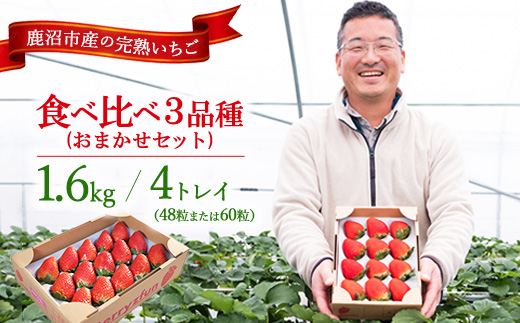 【先行予約/数量限定】【贅沢いちごセット】完熟いちご食べ比べ3品種（48粒または60粒）おまかせセット4トレイ1600g ｜ 栃木県 鹿沼市 産地直送 旬 いちご こだわり 高級品 贈答用 イチゴ 苺 果物 フルーツ 期間限定　 　※2025年12月中旬～2026年2月中旬頃に順次発送予定