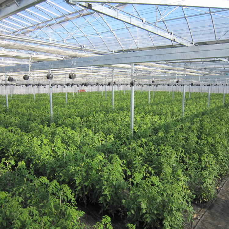 丸福農園の5色カラフルミニトマト ｜ 野菜 トマト ミニトマト 濃厚 贈り物 新鮮 ビタミン ※離島への配送不可