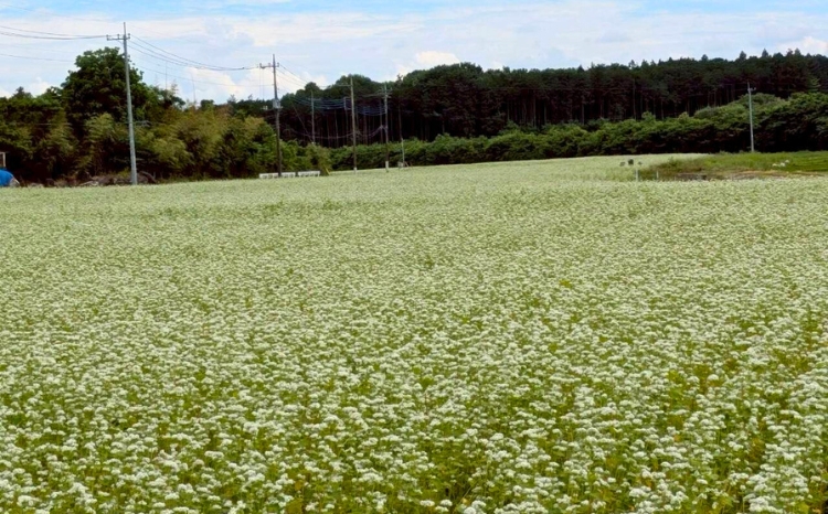 令和7年度 栃木県鹿沼市産 そば粉 1kg | 蕎麦 蕎麦粉 ガレット ※北海道・沖縄・離島への配送不可