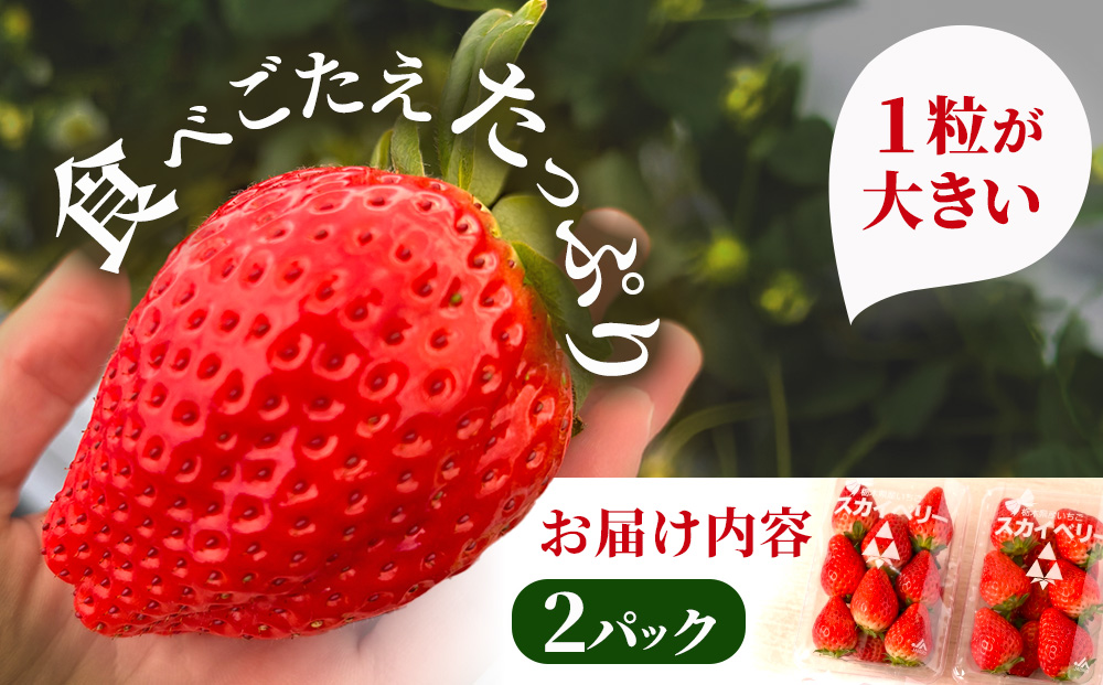 【先行予約】出会いの森いちご園 スカイベリー （290g×2パック） | いちご イチゴ 苺 栃木県 果物 くだもの フルーツ スカイベリー 新鮮 贈答 ギフト デザート スイーツ ※2026年12月～発送