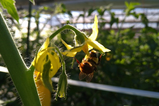 丸福農園の5色カラフルミニトマト ｜ 野菜 トマト ミニトマト 濃厚 贈り物 新鮮 ビタミン ※離島への配送不可