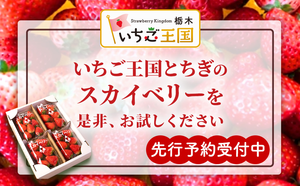 【先行予約】出会いの森いちご園 スカイベリー （290g×2パック） | いちご イチゴ 苺 栃木県 果物 くだもの フルーツ スカイベリー 新鮮 贈答 ギフト デザート スイーツ ※2026年12月～発送