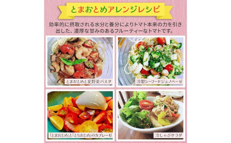 栃木県 鹿沼産 高糖度 フルーツトマト ”とまおとめ” アイコ 2kg | 野菜 トマト ミニトマト カキヌマファーム 濃厚 贈り物 新鮮 高糖度 リコピン ビタミン ダイエット 美容 健康 ※2025年12月下旬～2026年6月上旬頃に順次発送予定