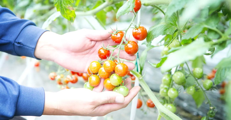 根本農園のカラフルミニトマト 約1.6kg | 野菜 トマト ミニトマト 水切り 濃厚 贈り物 新鮮 ビタミン 美容 健康 ※2026年1月上旬～4月下旬頃に順次発送予定