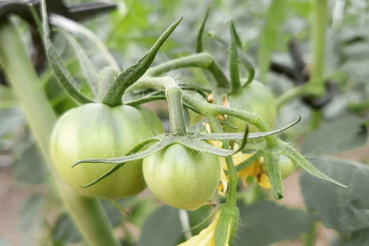 丸福農園の5色カラフルミニトマト ｜ 野菜 トマト ミニトマト 濃厚 贈り物 新鮮 ビタミン ※離島への配送不可