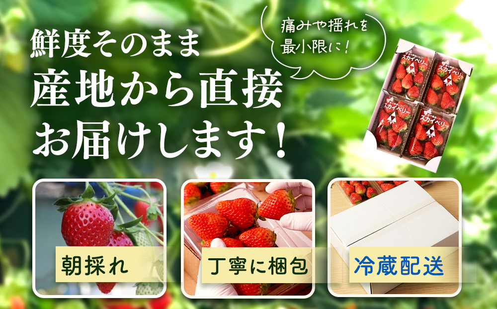 【先行予約】出会いの森いちご園 スカイベリー （290g×4パック） | いちご イチゴ 苺 栃木県 果物 くだもの フルーツ スカイベリー 新鮮 贈答 ギフト デザート スイーツ ※2026年12月～発送