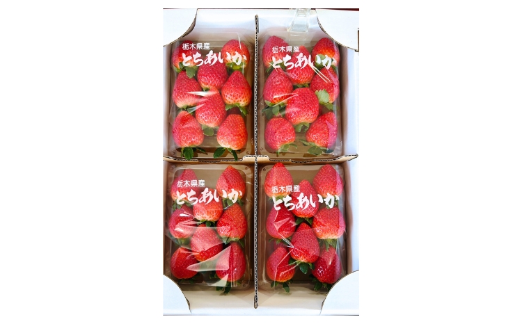 【先行予約】出会いの森いちご園 とちあいか （290g×4パック） | いちご イチゴ 苺 栃木県 果物 くだもの フルーツ とちあいか 新鮮 贈答 ギフト デザート スイーツ ※2026年12月～発送
