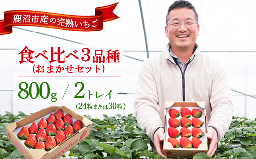 【先行予約/数量限定】【贅沢いちごセット】完熟いちご食べ比べ3品種（24粒または30粒）おまかせセット2トレイ800g ｜ 栃木県 鹿沼市 産地直送 旬 いちご こだわり 高級品 贈答用 イチゴ 苺 果物 フルーツ 期間限定　 　※2025年12月中旬～2026年2月中旬頃に順次発送予定