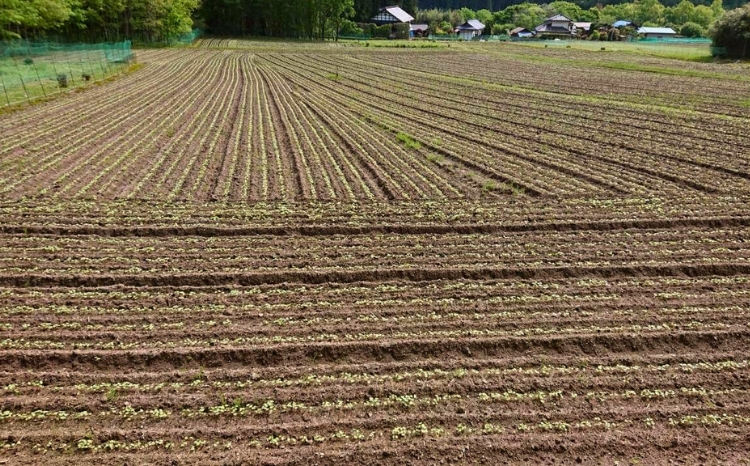 令和7年度 栃木県鹿沼市産 そば粉 1kg | 蕎麦 蕎麦粉 ガレット ※北海道・沖縄・離島への配送不可