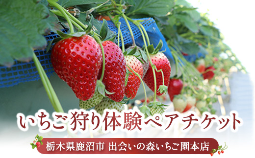 出会いの森いちご園本店 いちご狩り体験 ペアチケット | いちご イチゴ 苺 栃木県 果物 くだもの フルーツ とちおとめ とちあいか 新鮮 贈答 ギフト デザート スイーツ ※2026年5月～発送