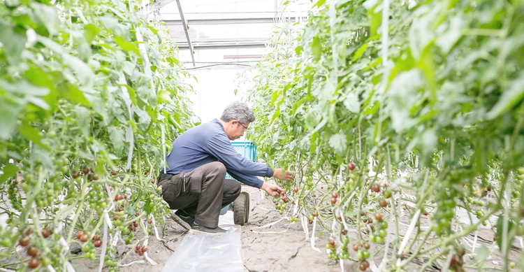 根本農園のカラフルミニトマト 約1.6kg | 野菜 トマト ミニトマト 水切り 濃厚 贈り物 新鮮 ビタミン 美容 健康 ※2026年1月上旬～4月下旬頃に順次発送予定