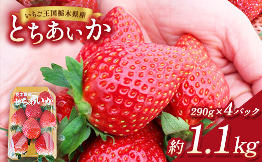 【先行予約】出会いの森いちご園 とちあいか （290g×4パック） | いちご イチゴ 苺 栃木県 果物 くだもの フルーツ とちあいか 新鮮 贈答 ギフト デザート スイーツ ※2026年12月～発送