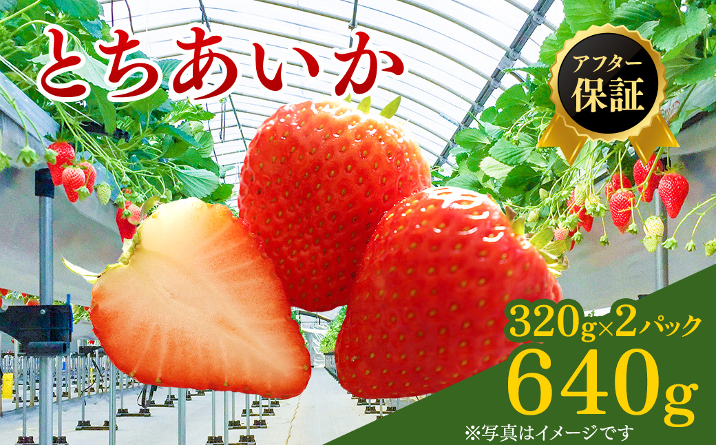 【先行予約】いちご とちあいか 15粒入り320g 2パック（2月発送） ｜ イチゴ 苺 フルーツ 果物 甘い うまい 日本一 品質 ビタミンC 果実 かぬま ※2027年2月～発送