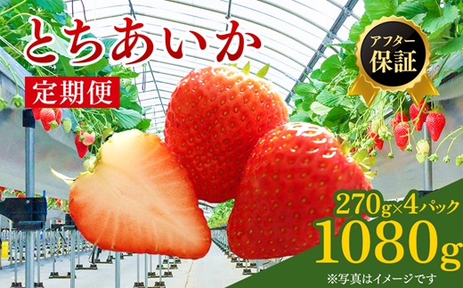【先行予約】【定期便】いちご とちあいか1箱4パック入り（1パック270g×4）2ヶ月定期便 ｜ イチゴ 果物 甘い ビタミンC かぬま ※2027年1月～発送