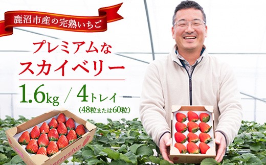 【先行予約/数量限定】プレミアムな完熟スカイベリー（48粒または60粒）4トレイ1600g | 栃木県 鹿沼市 産地直送 旬 いちご こだわり 高級品 贈答用 イチゴ 苺 果物 フルーツ 期間限定 ※2026年12月〜発送