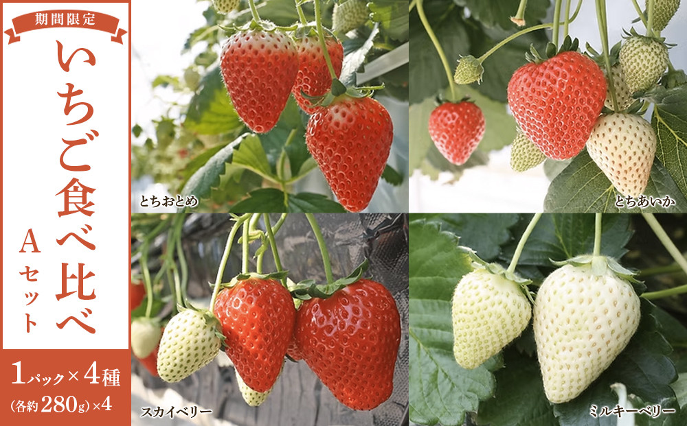 【先行予約受付】≪2026年1月～発送開始≫4種のいちご食べ比べ とちおとめ、とちあいか、スカイベリー、ミルキーベリーのAセット＜各約280ｇ＞ ｜ いちご イチゴ 苺 食べくらべ セット 日光いちご園 渡辺 産地直送 産直 栃木 日光
