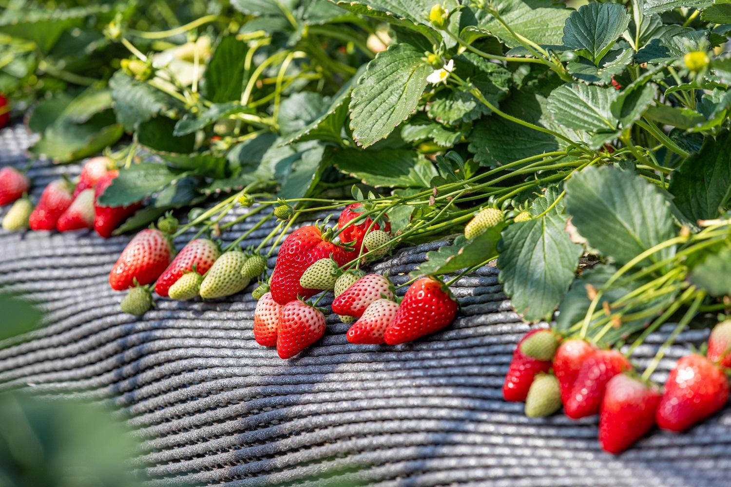 日光ストロベリパーク　いちご狩り チケット　大人２名様　開園期間2025年12月上旬～2026年5月31日（予定）｜日本農業賞大賞受賞・農林水産大臣賞受賞 体験 旅行 果物狩り