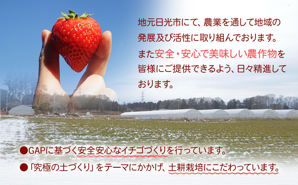 【先行予約】大粒とちおとめ4パック入り【2026年1月上旬より順次発送】 | 生産量 日本一 果物 フルーツ 苺 イチゴ 農家直送 栃木県 日光市